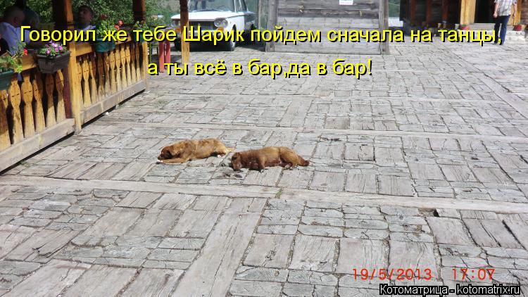 Говорил же тебе Шарик пойдем сначала на танцы, а ты всё в бар,да в бар!... Котоматрица: Говорил же тебе Шарик пойдем сначала на танцы, а ты всё в бар,да в бар!