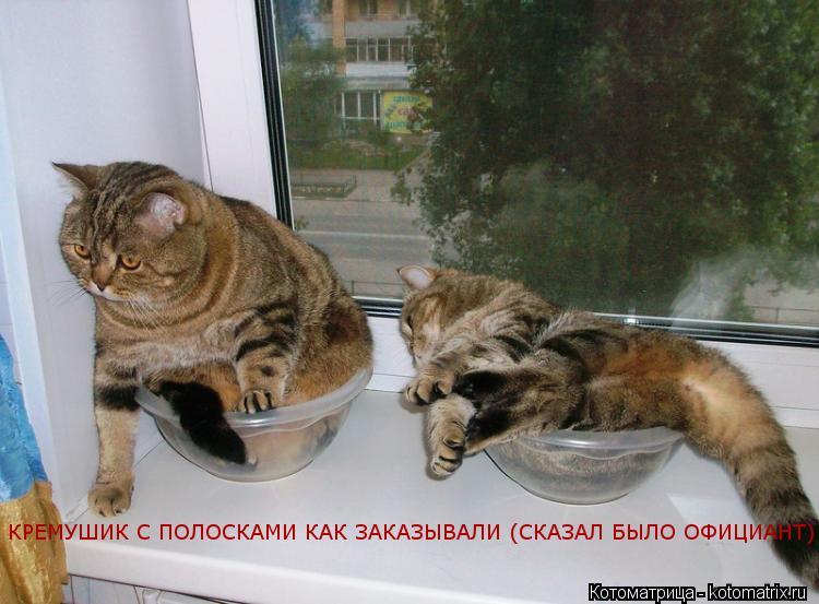 Котоматрица: КРЕМУШИК С ПОЛОСКАМИ КАК ЗАКАЗЫВАЛИ (СКАЗАЛ БЫЛО ОФИЦИАНТ)