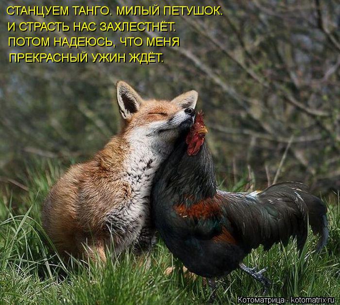 СТАНЦУЕМ ТАНГО. МИЛЫЙ ПЕТУШОК. И СТРАСТЬ НАС ЗАХЛЕСТНЁТ. ПОТОМ НАДЕЮСЬ, ЧТО МЕНЯ ПРЕКРАСНЫЙ УЖИН ЖДЁТ... Котоматрица: СТАНЦУЕМ ТАНГО. МИЛЫЙ ПЕТУШОК. И СТРАСТЬ НАС ЗАХЛЕСТНЁТ. ПОТОМ НАДЕЮСЬ, ЧТО МЕНЯ ПРЕКРАСНЫЙ УЖИН ЖДЁТ.