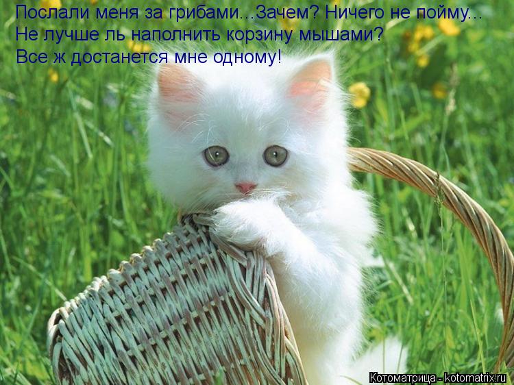 Послали меня за грибами...Зачем? Ничего не пойму... Не лучше ль наполнить корзину мышами? Все ж дост... Котоматрица: Послали меня за грибами...Зачем? Ничего не пойму... Не лучше ль наполнить корзину мышами? Все ж достанется мне одному!