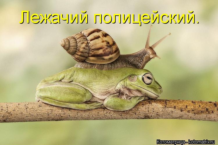 Лежачий полицейский.... Котоматрица: Лежачий полицейский.