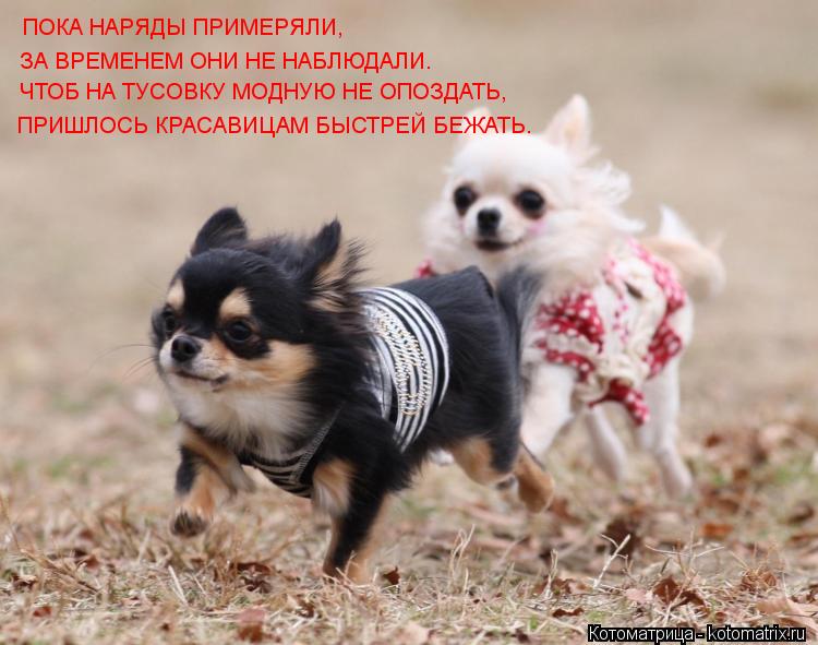 ПОКА НАРЯДЫ ПРИМЕРЯЛИ, ЗА ВРЕМЕНЕМ ОНИ НЕ НАБЛЮДАЛИ. ЧТОБ НА ТУСОВКУ МОДНУЮ НЕ ОПОЗДАТЬ, ПРИШЛОСЬ КРА... Котоматрица: ПОКА НАРЯДЫ ПРИМЕРЯЛИ, ЗА ВРЕМЕНЕМ ОНИ НЕ НАБЛЮДАЛИ. ЧТОБ НА ТУСОВКУ МОДНУЮ НЕ ОПОЗДАТЬ, ПРИШЛОСЬ КРАСАВИЦАМ БЫСТРЕЙ БЕЖАТЬ.
