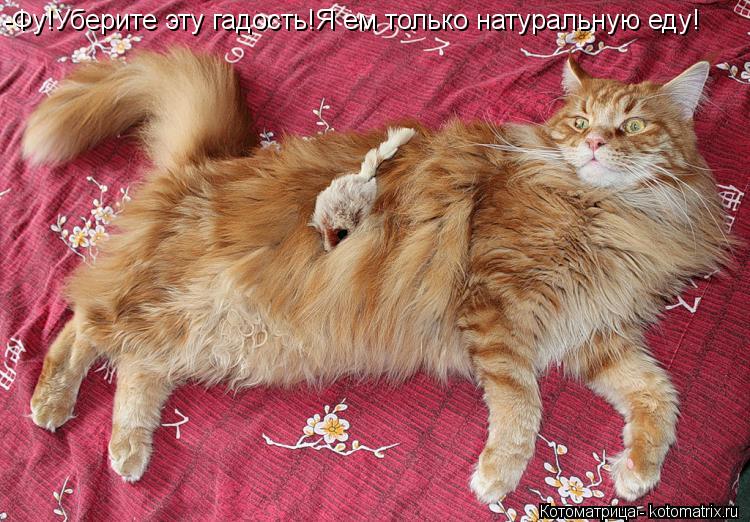 -Фу!Уберите эту гадость!Я ем только натуральную еду!... Котоматрица: -Фу!Уберите эту гадость!Я ем только натуральную еду!