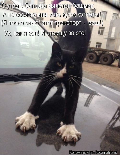 Котоматрица: А не сосиска или хоть кусок котлеты! (Я точно знаю, этот транспорт -  ваш!) Ух, как я зол! И отомщу за это! С утра с балкона вылетел башмак,