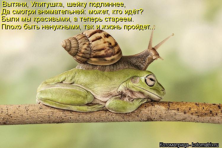 Вытяни, Улитушка, шейку подлиннее, Да смотри внимательней: может, кто идёт? Были мы красивыми, а тепе... Котоматрица: Вытяни, Улитушка, шейку подлиннее, Да смотри внимательней: может, кто идёт? Были мы красивыми, а теперь стареем. Плохо быть ненужными, так и ж