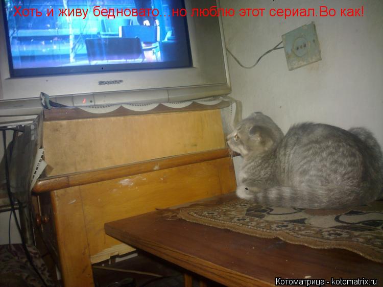 Хоть и живу бедновато...но люблю этот сериал.Во как!... Котоматрица: Хоть и живу бедновато...но люблю этот сериал.Во как!