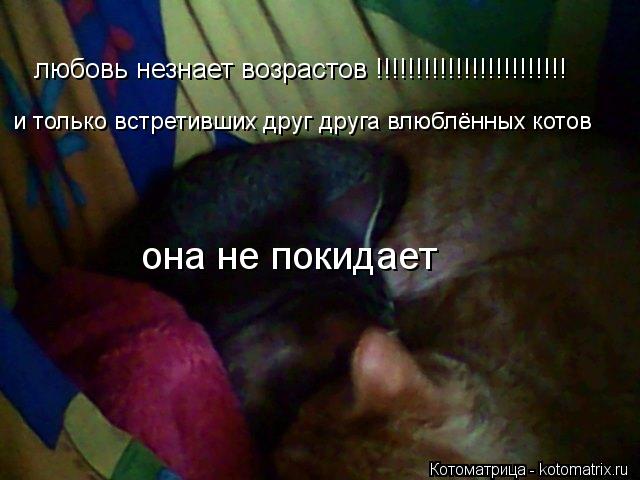 любовь незнает возрастов !!!!!!!!!!!!!!!!!!!!!!!! и только встретивших друг друга влюблённых котов он... Котоматрица: любовь незнает возрастов !!!!!!!!!!!!!!!!!!!!!!!! и только встретивших друг друга влюблённых котов она не покидает