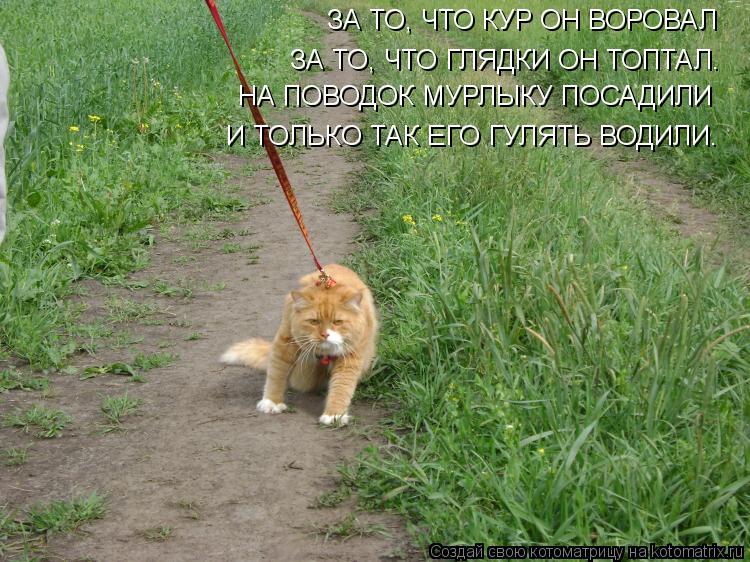 Котоматрица: ЗА ТО, ЧТО КУР ОН ВОРОВАЛ ЗА ТО, ЧТО ГЛЯДКИ ОН ТОПТАЛ. НА ПОВОДОК МУРЛЫКУ ПОСАДИЛИ И ТОЛЬКО ТАК ЕГО ГУЛЯТЬ ВОДИЛИ.