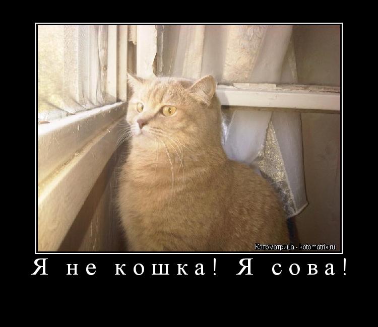 Я не кошка! Я сова! ... Котоматрица: Я не кошка! Я сова!