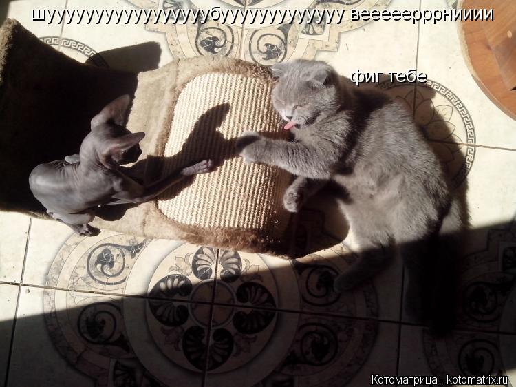 шууууууууууууууууубууууууууууууу вееееерррнииии фиг тебе... Котоматрица: шууууууууууууууууубууууууууууууу вееееерррнииии фиг тебе