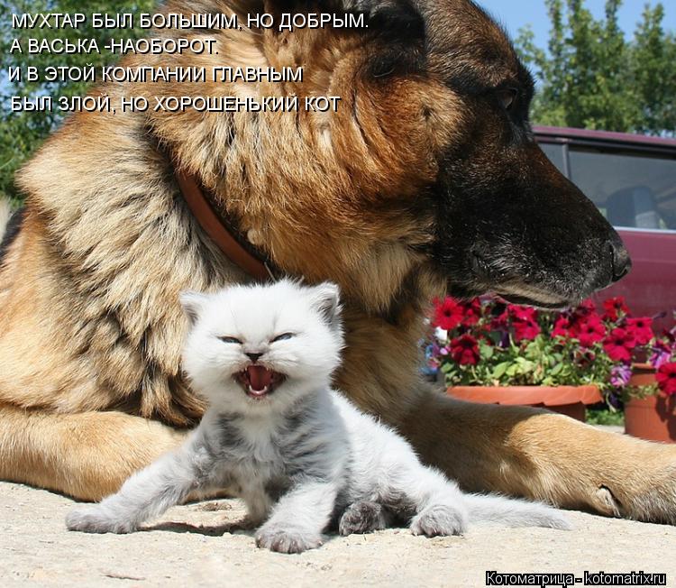 Котоматрица: МУХТАР БЫЛ БОЛЬШИМ, НО ДОБРЫМ. А ВАСЬКА -НАОБОРОТ. И В ЭТОЙ КОМПАНИИ ГЛАВНЫМ БЫЛ ЗЛОЙ, НО ХОРОШЕНЬКИЙ КОТ