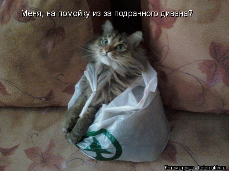 Котоматрица: Меня, на помойку из-за подранного дивана?