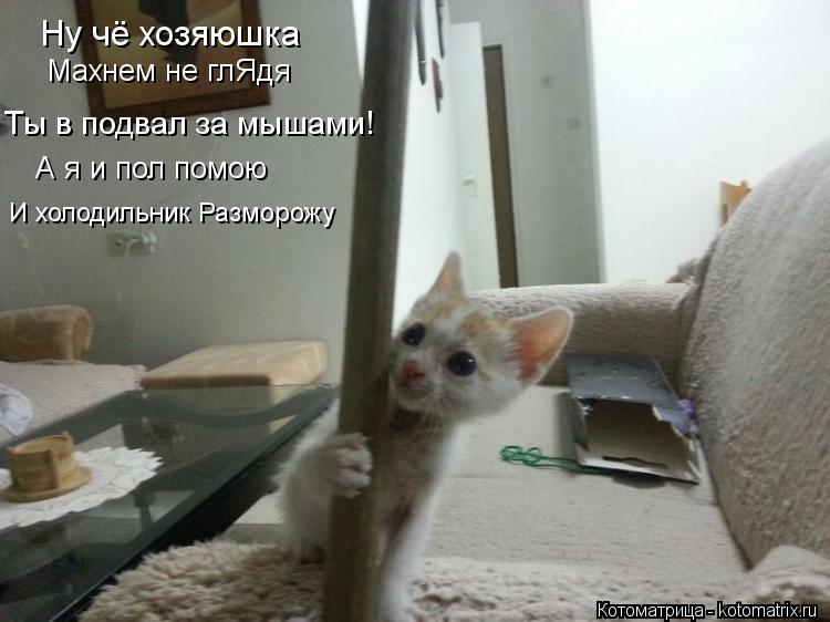 А я и пол помою Ну чё хозяюшка Махнем не глЯдя Ты в подвал за мышами! И холодильник Разморожу... Котоматрица: А я и пол помою Ну чё хозяюшка Махнем не глЯдя Ты в подвал за мышами! И холодильник Разморожу