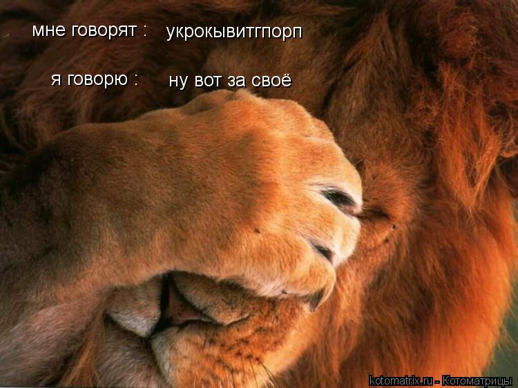 укрокывитгпорп мне говорят : я говорю : ну вот за своё... Котоматрица: укрокывитгпорп мне говорят : я говорю : ну вот за своё