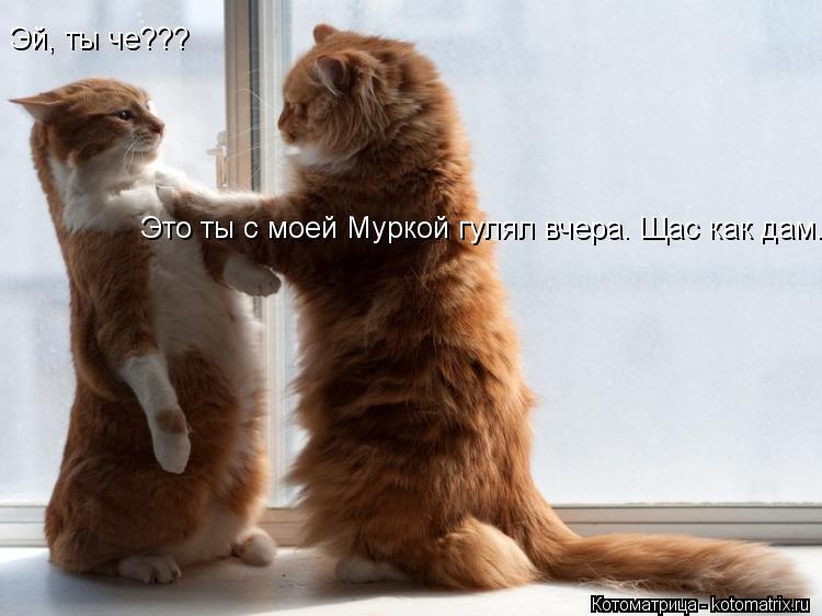 Эй, ты че??? Это ты с моей Муркой гулял вчера. Щас как дам.... Котоматрица: Эй, ты че??? Это ты с моей Муркой гулял вчера. Щас как дам.