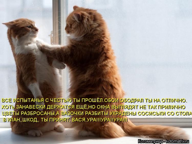 ВСЕ ИСПЫТАНЬЯ С ЧЕСТЬЮ ТЫ ПРОШЁЛ.ОБОИ ОБОДРАЛ ТЫ НА ОТЛИЧНО. ХОТЬ ЗАНАВЕСКИ ДЕРЖАТСЯ ЕЩЁ,НО ОКНА ВЫГЛ... Котоматрица: ВСЕ ИСПЫТАНЬЯ С ЧЕСТЬЮ ТЫ ПРОШЁЛ.ОБОИ ОБОДРАЛ ТЫ НА ОТЛИЧНО. ХОТЬ ЗАНАВЕСКИ ДЕРЖАТСЯ ЕЩЁ,НО ОКНА ВЫГЛЯДЯТ НЕ ТАК ПРИЛИЧНО ЦВЕТЫ РАЗБРОСАНЫ,