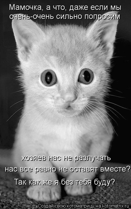 Мамочка, а что, даже если мы очень-очень сильно попросим хозяев нас не разлучать нас все равно не о... Котоматрица: Мамочка, а что, даже если мы очень-очень сильно попросим хозяев нас не разлучать нас все равно не оставят вместе? Так как же я без тебя буду?