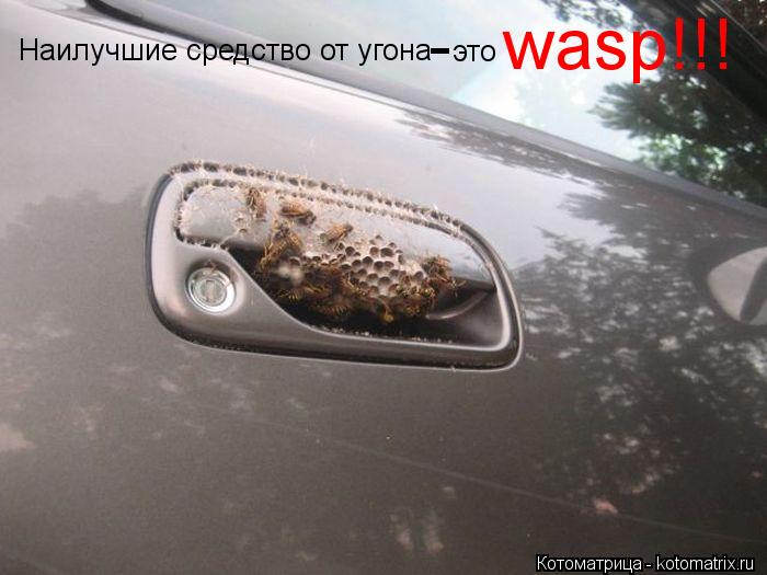 Котоматрица: Наилучшие средство от угона  - это wasp!!!