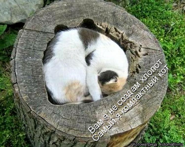 Котоматрица: Вам я не создам хлопот Самый я компактный кот