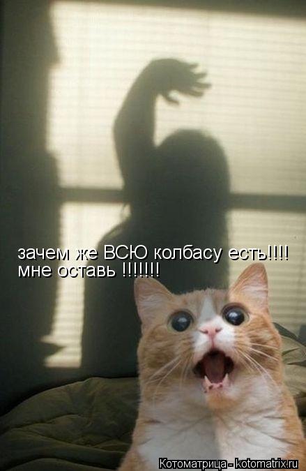 зачем же ВСЮ колбасу есть!!!! мне оставь !!!!!!!... Котоматрица: зачем же ВСЮ колбасу есть!!!! мне оставь !!!!!!!