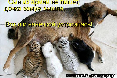 Сын из армии не пишет, дочка замуж вышла... Вот я и нянечкой устроилась!... Котоматрица: Сын из армии не пишет, дочка замуж вышла... Вот я и нянечкой устроилась!