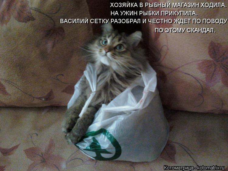Котоматрица: ХОЗЯЙКА В РЫБНЫЙ МАГАЗИН ХОДИЛА. НА УЖИН РЫБКИ ПРИКУПИЛА. ВАСИЛИЙ СЕТКУ РАЗОБРАЛ И ЧЕСТНО ЖДЕТ ПО ПОВОДУ ПО ЭТОМУ СКАНДАЛ.
