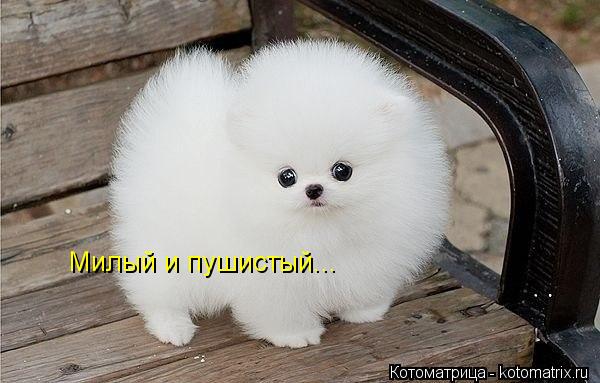 Милый и пушистый...... Котоматрица: Милый и пушистый...