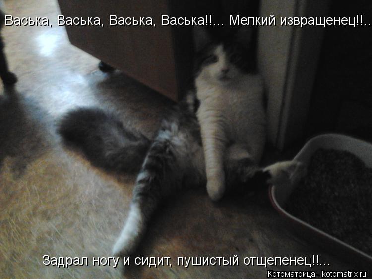 Васька, Васька, Васька, Васька!!... Мелкий извращенец!!... Задрал ногу и сидит, пушистый отщепенец!!... Котоматрица: Васька, Васька, Васька, Васька!!... Мелкий извращенец!!... Задрал ногу и сидит, пушистый отщепенец!!...