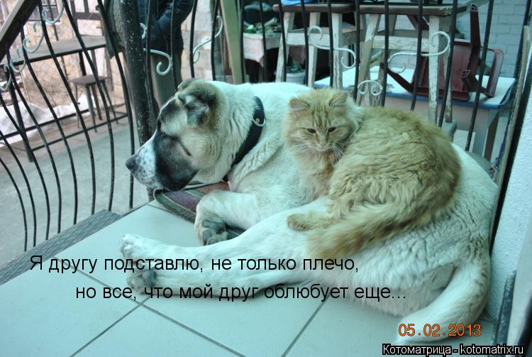 Я другу подставлю, не только плечо, но все, что мой друг облюбует еще...... Котоматрица: Я другу подставлю, не только плечо, но все, что мой друг облюбует еще...