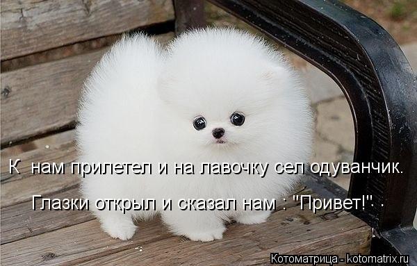 Котоматрица: К  нам прилетел и на лавочку сел одуванчик. Глазки открыл и сказал нам : "Привет!"
