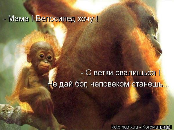 - Мама ! Велосипед хочу ! - С ветки свалишься ! Не дай бог, человеком станешь...... Котоматрица: - Мама ! Велосипед хочу ! - С ветки свалишься ! Не дай бог, человеком станешь...
