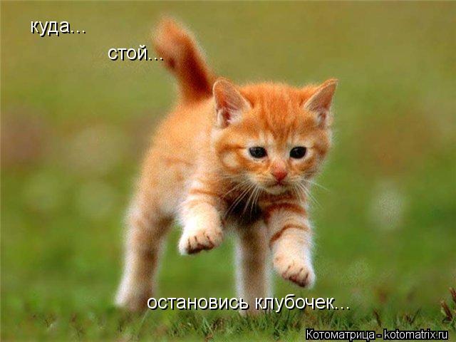 куда... стой... остановись клубочек...... Котоматрица: куда... стой... остановись клубочек...