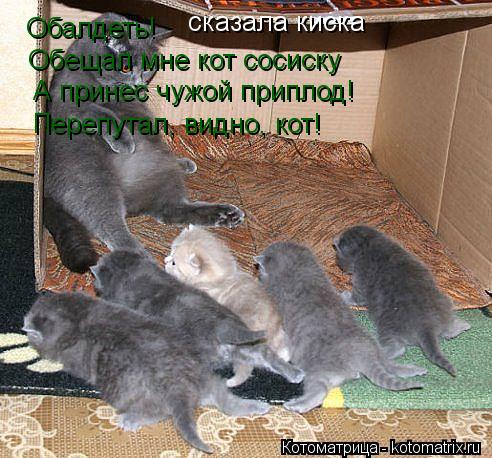 Обалдеть! сказала киска Обещал мне кот сосиску А принес чужой приплод! Перепутал, видно, кот!... Котоматрица: Обалдеть! сказала киска Обещал мне кот сосиску А принес чужой приплод! Перепутал, видно, кот!