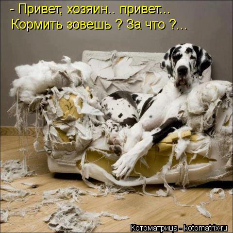 - Привет, хозяин.. привет... Кормить зовешь ? За что ?...... Котоматрица: - Привет, хозяин.. привет... Кормить зовешь ? За что ?...