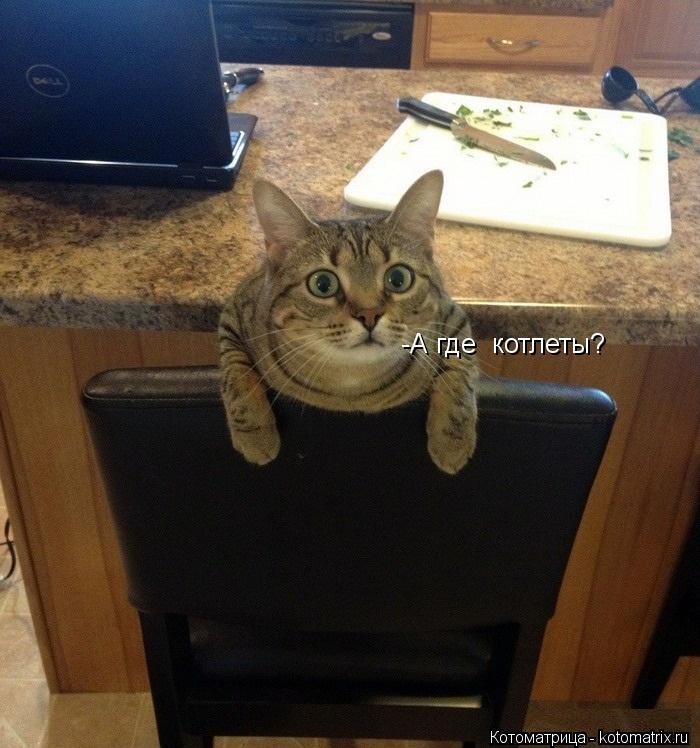 -А где котлеты?... Котоматрица: -А где котлеты?