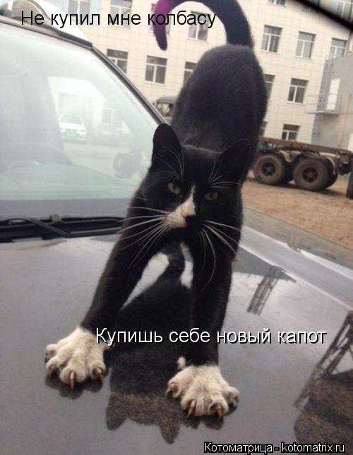 Не купил мне колбасу Купишь себе новый капот... Котоматрица: Не купил мне колбасу Купишь себе новый капот