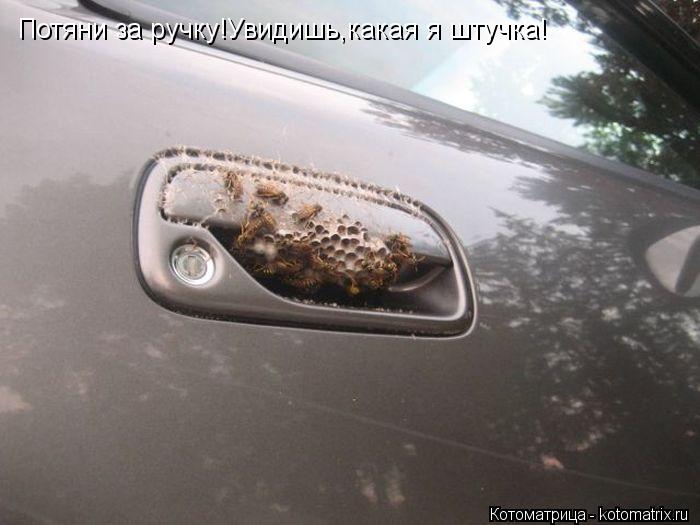 Потяни за ручку!Увидишь,какая я штучка!... Котоматрица: Потяни за ручку!Увидишь,какая я штучка!