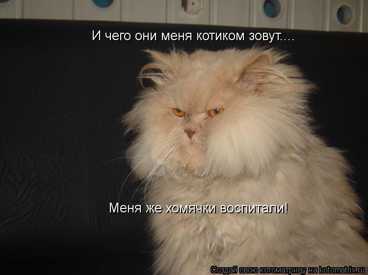 И чего они меня котиком зовут.... Меня же хомячки воспитали!... Котоматрица: И чего они меня котиком зовут.... Меня же хомячки воспитали!