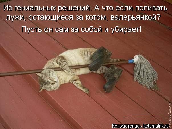 Котоматрица: Из гениальных решений: А что если поливать  лужи, остающиеся за котом, валерьянкой? Пусть он сам за собой и убирает!