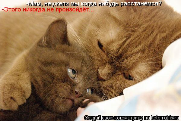 -Мам, неужели мы когда нибудь расстанемся? -Этого никогда не произойдёт...... Котоматрица: -Мам, неужели мы когда нибудь расстанемся? -Этого никогда не произойдёт...