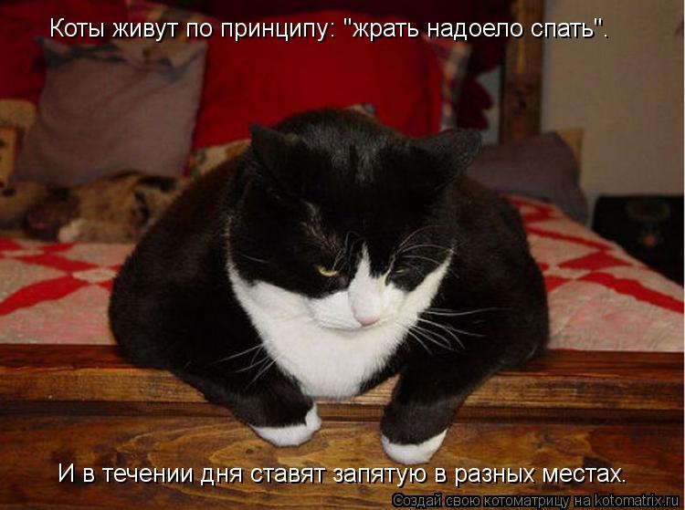 Котоматрица: Коты живут по принципу: "жрать надоело спать". И в течении дня ставят запятую в разных местах.
