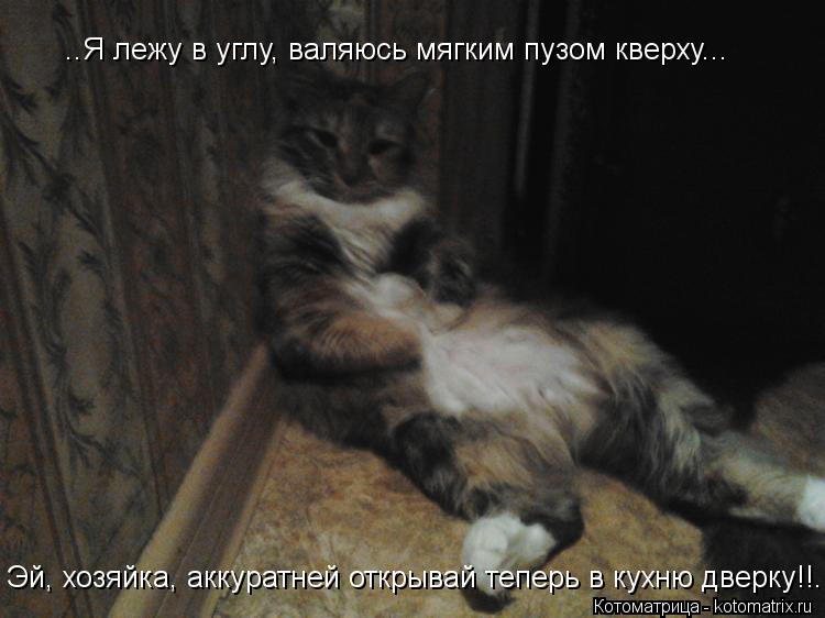 ..Я лежу в углу, валяюсь мягким пузом кверху... Эй, хозяйка, аккуратней открывай теперь в кухню дверк... Котоматрица: ..Я лежу в углу, валяюсь мягким пузом кверху... Эй, хозяйка, аккуратней открывай теперь в кухню дверку!!...