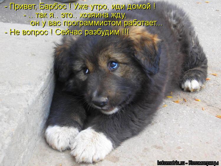 - Привет, Барбос ! Уже утро, иди домой ! - .. так я.. это.. хозяина жду, он у вас программистом рабо... Котоматрица: - Привет, Барбос ! Уже утро, иди домой ! - .. так я.. это.. хозяина жду, он у вас программистом работает... - Не вопрос ! Сейчас разбудим !!!
