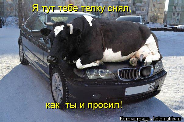 Я тут тебе телку снял, как ты и просил!... Котоматрица: Я тут тебе телку снял, как ты и просил!