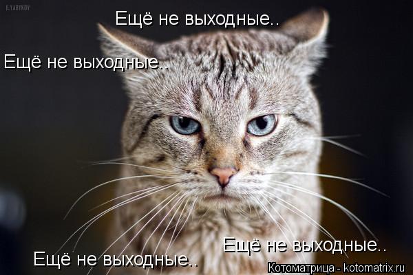 Ещё не выходные.. Ещё не выходные.. Ещё не выходные.. Ещё не выходные..... Котоматрица: Ещё не выходные.. Ещё не выходные.. Ещё не выходные.. Ещё не выходные..