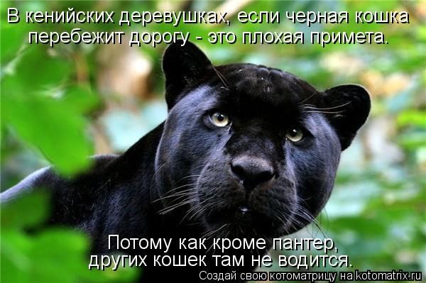 Котоматрица: В кенийских деревушках, если черная кошка  перебежит дорогу - это плохая примета. Потому как кроме пантер, других кошек там не водится.