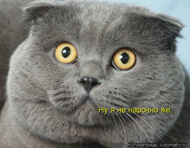 Ну я не нарочно же...... Котоматрица: Ну я не нарочно же...