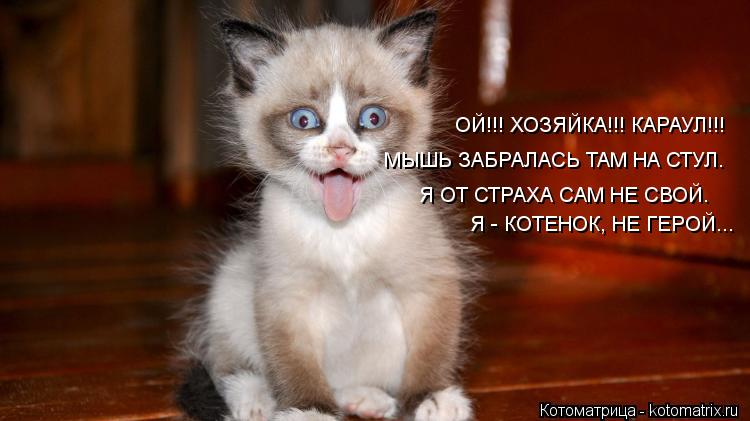 ОЙ!!! ХОЗЯЙКА!!! КАРАУЛ!!! МЫШЬ ЗАБРАЛАСЬ ТАМ НА СТУЛ. Я ОТ СТРАХА САМ НЕ СВОЙ. Я - КОТЕНОК, НЕ ГЕРОЙ... Котоматрица: ОЙ!!! ХОЗЯЙКА!!! КАРАУЛ!!! МЫШЬ ЗАБРАЛАСЬ ТАМ НА СТУЛ. Я ОТ СТРАХА САМ НЕ СВОЙ. Я - КОТЕНОК, НЕ ГЕРОЙ...