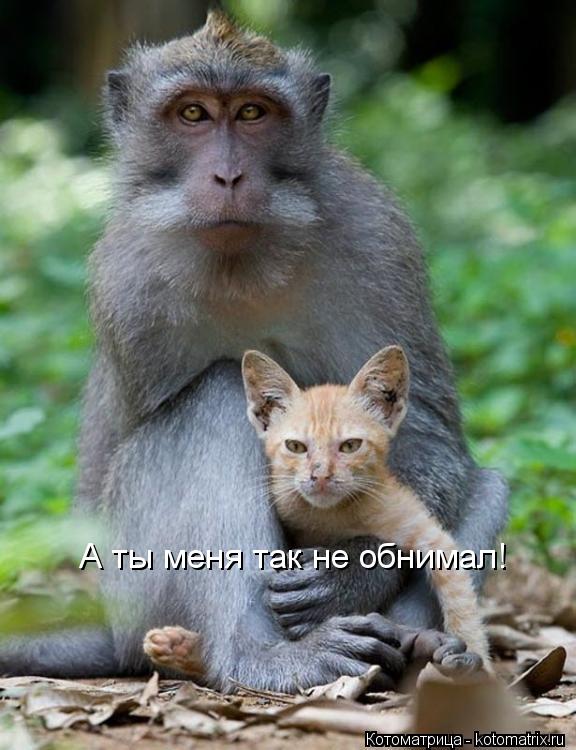 А ты меня так не обнимал!... Котоматрица: А ты меня так не обнимал!