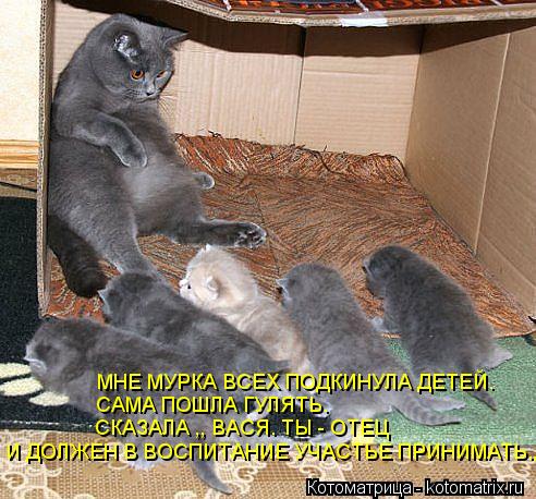 МНЕ МУРКА ВСЕХ ПОДКИНУЛА ДЕТЕЙ. САМА ПОШЛА ГУЛЯТЬ. СКАЗАЛА ,, ВАСЯ. ТЫ - ОТЕЦ И ДОЛЖЕН В ВОСПИТАНИЕ У... Котоматрица: МНЕ МУРКА ВСЕХ ПОДКИНУЛА ДЕТЕЙ. САМА ПОШЛА ГУЛЯТЬ. СКАЗАЛА ,, ВАСЯ. ТЫ - ОТЕЦ И ДОЛЖЕН В ВОСПИТАНИЕ УЧАСТЬЕ ПРИНИМАТЬ.,,